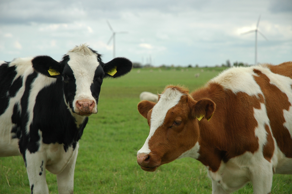 Livestock - Dairy cattles